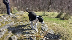 Also there was this cool dog who just wanted to play fetch with all his buddies